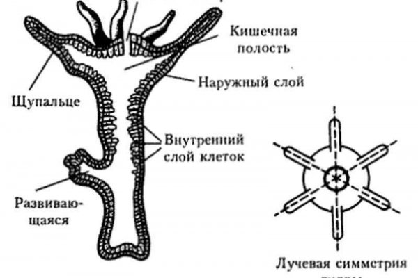 Как зайти в даркнет с тор браузера